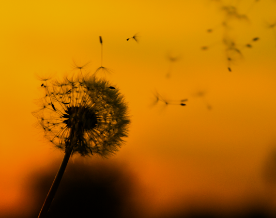 Dandelion