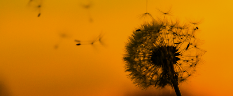 dandelion